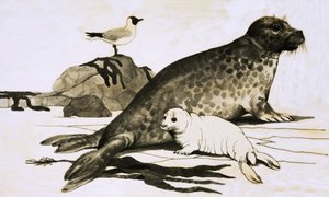 Seal og seleunge av English School