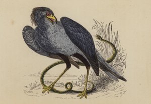 Sekretærfugl (fargelitografi) av English School