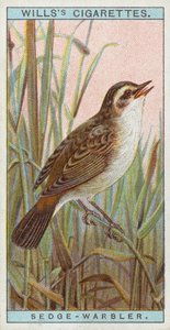 Sedge-Warbler av English School