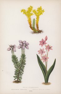 Sedum Sexangulare; Menziesia Scilla Bifolia Rød (farge litho) av English School