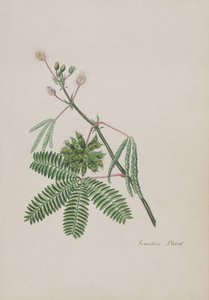 Sensitive Plant, illustrasjon fra et album med dikt, grafitttegninger og akvareller, ca. 1828 (wc på papir) av English School
