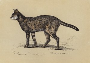 Serval (fargelitografi) av English School