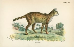 Serval av English School