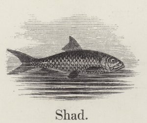 Schatten (Gravur) von English School