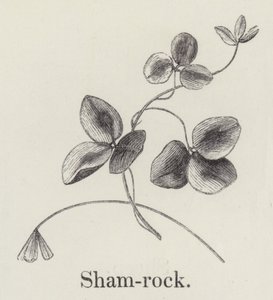 Shamrock (gravering) av English School