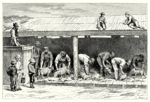 Saueklipping (gravering) av English School