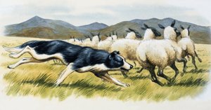 Fårehund av English School