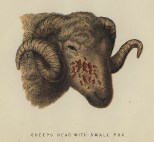 Sauehode med kopper (farge litho) av English School