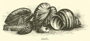 Skjell av English School
