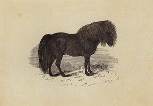Shetlandsponni (farge litho) av English School