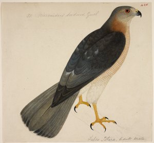 Shikra, eller 