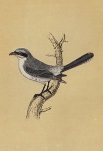 Shrike (fargelitografi) av English School