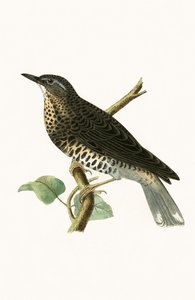 Siberian Thrush, illustrasjon fra 