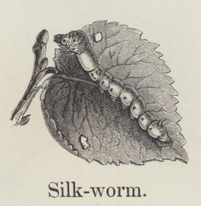 Silkeorm (gravering) av English School