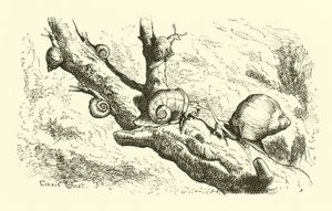 Sechs kleine Schnecken von English School