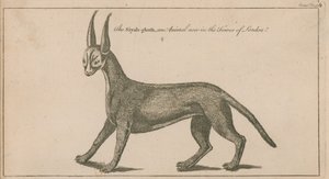 siyah ghush av English School