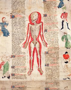 Skjelett, fra De arte phisicali e de cirugia av John Ardene, 1412 av English School