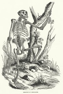 Skjelett av sjimpanse (gravering) av English School