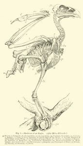 Skeleton of an Eagle, etter Milne-Edwards av English School