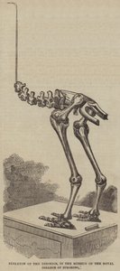 Skeleton of the Dinornis, i Museum of the Royal College of Surgeons (gravering) av English School