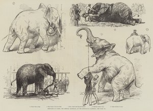 Skisser av Jumbo, den afrikanske elefanten, ved Zoological Gardens (litho) av English School