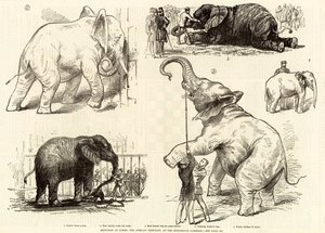 Skisser av Jumbo, den afrikanske elefanten, ved Zoological Gardens av English School