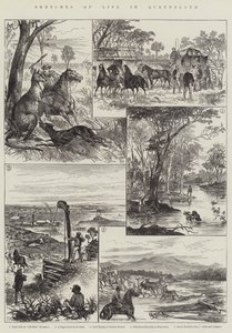 Sketches of Life in Queensland (gravering) av English School