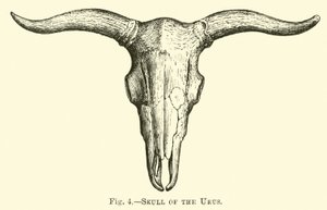 Schädel des Urus