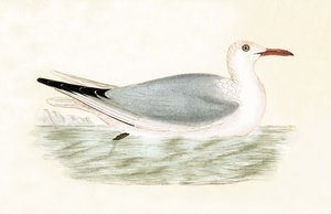 Slender Billed Gull, illustrasjon fra 