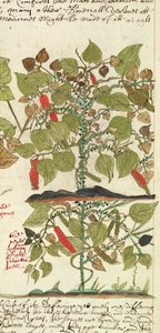 Sloane 4013 f.7 Det. Pepperplante fra 