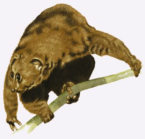 Dovendyr av English School