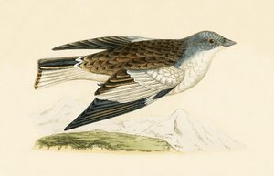 Snow Finch, illustrasjon fra 