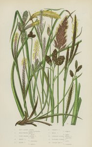 Soft Brown Carex, Bracteated Marsh Carex, Close Headed Alpine Carex, Hoary Carex, Black Carex … (farge litho) av English School