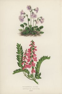 Soldanella Alpina; Hedysarum Obscurum (farge litho) av English School