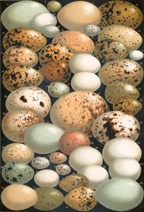 Noen favoritt britiske fugleegg av English School