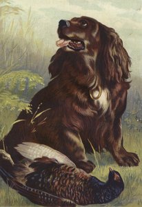 Spaniel og fasan