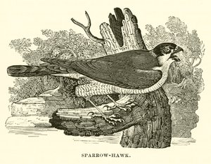 Sparrow-Hawk (gravering) av English School
