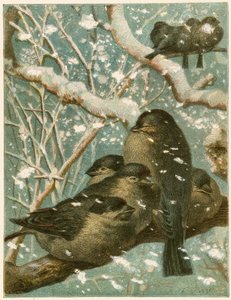 Spurver i snøen av English School