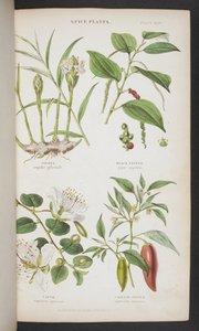 Spice Plants, fra "A Manual of Indian Botany" av English School