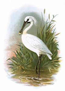 Skestork