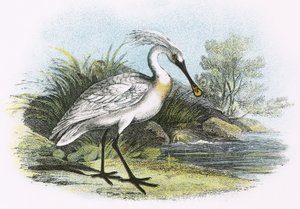 Skestork