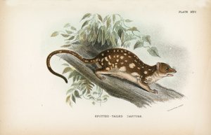 Spotted-tailed Dasyure av English School