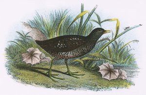 Spotted Crake av English School