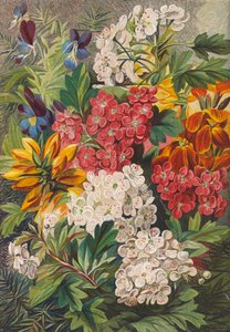 Vårblomster (fargelitografi) av English School