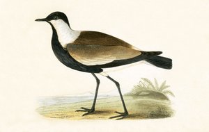Spur Winged Plover, illustrasjon fra 