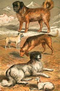 St Bernard, Bulldog, Bloodhound, Newfoundland og Italian Greyhound av English School