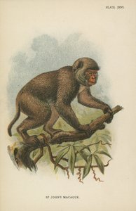 St. Johns Macaque av English School