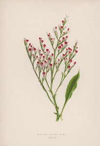 Statice Incana Nana (farge litho) av English School