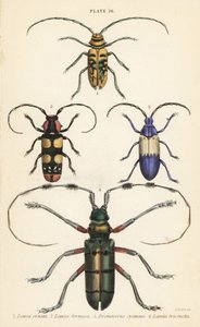Sternotomis beautiful 1, Tragocephala formosa 2, hyllebærborer, Desmocerus palliatus 3 og Thysia wallichii 4 av English School