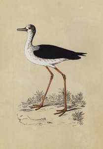 Stiltplover (fargelitografi) av English School